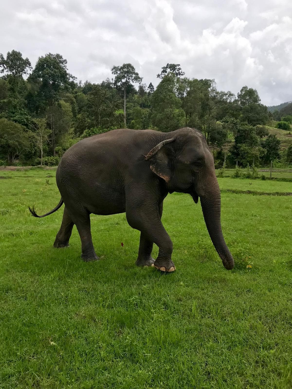 Elephant walking across a green meadow